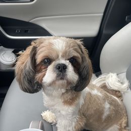 Latte - Shih Tzu