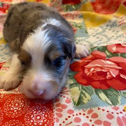 Australian Shepherd Puppies from Sweets' Cattle Co and Australian Shepherds