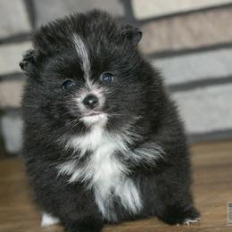 Bingley- Akc - Black parti male Pomeranian puppy in Bremen, Indiana from AMS Pomeranians and Pomskies in Indiana