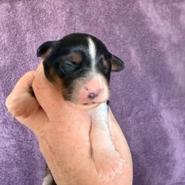 Black Tri Female 1 - Black tri female Miniature American Shepherd puppy in Connecticut from Novus Kennels