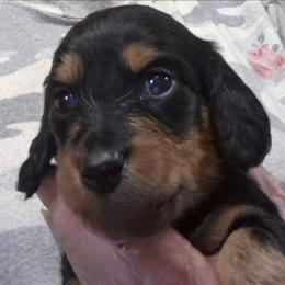 Chloe - Black and tan female Dachshund puppy in Bangs, Texas from Lickin'bach Miniature Dachshunds