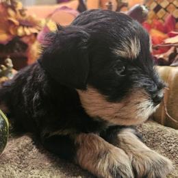 Beaux.  5 weeks - Black and silver male Miniature Schnauzer puppy in Lumberton, Texas from 1 Smart Choice Schnauzers Babies
