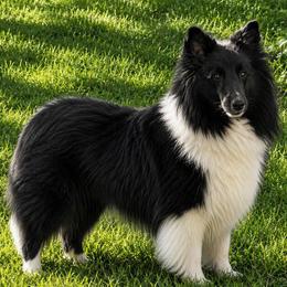 Kya - Shetland Sheepdog