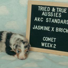 Comet - Blue merle male Australian Shepherd puppy in Cotati, California from Tried and True Aussies
