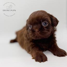 Dio - Liver male Shih Tzu puppy in League City, Texas from Divine Pups