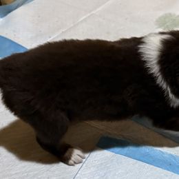 Howell - Red tri-color male Australian Shepherd puppy in Brownfield, Maine from Misty Feather Aussies