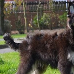 Chinese Cresteds, Ibizan Hounds, and Salukis from Castlecove