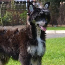 Chinese Cresteds, Ibizan Hounds, and Salukis from Castlecove