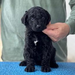 Nora - Black female Barbet puppy in Sugar Valley, Georgia from Pinnacle Farm and Kennel