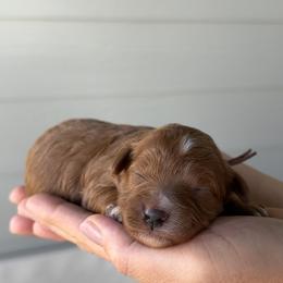 Purple - Red  female Goldendoodle puppy in Meridian, Idaho from Goldendoodle of Idaho