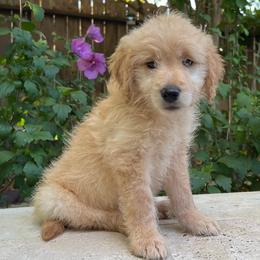 Oliver - Cream male Goldendoodle puppy in The Woodlands, Texas from Gracie's Goldendoodles and Bernedoodles