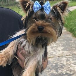 Yorkshire Terrier puppies from Holy Terriers Yorkies
