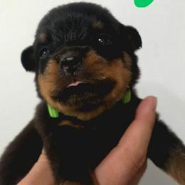 Boy 3 - Black and tan male Rottweiler puppy in San Antonio, Texas from HAUS OF RZA