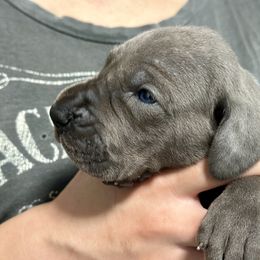 Great Dane Puppies from Blue Thunder Danes