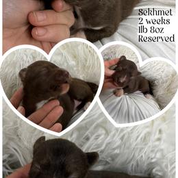 Seedling - Red and white female Siberian Husky puppy in Florence, Kentucky from Moonlight Howl Huskies