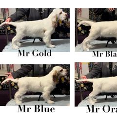 Clumber Spaniel Puppies from Lemontree Clumbers
