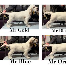 Clumber Spaniel Puppies from Lemontree Clumbers