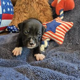 Boy 4 - Black male American Staffordshire Terrier puppy in Manton, Michigan from Freedom Amstaffs Legacies