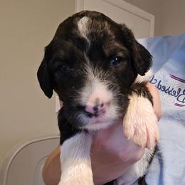 Hazel - Tri-color female Bernedoodle puppy in Mckenzie, Tennessee from Small Town Doodles & Poodles