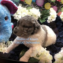 Assorted Doodle Crosses Puppies from Oodles of Kisses' Great DaNoodles