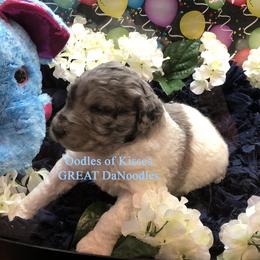 Assorted Doodle Crosses Puppies from Oodles of Kisses' Great DaNoodles