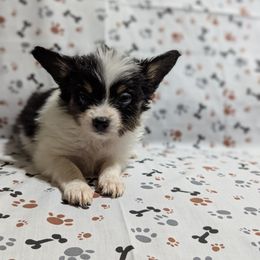 Girl 2 - White black and tan female Papillon puppy in Joshua, Texas from Summertime Kennels