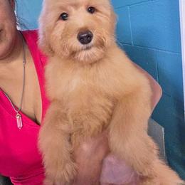 Asha - Apricot female Goldendoodle puppy in Milwaukwe, Wisconsin from Wisconsin Doodles