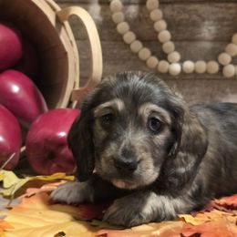 Arthur - Dapple male Dachshund puppy in Romney, Indiana from Brown's Valley Dachshunds