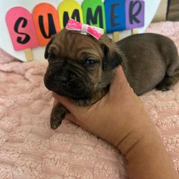 Pink collar - Red female Cane Corso puppy in Tucson, Arizona from Cane Corso Friends