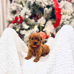 Lumi - Toy Size - Red  female Goldendoodle puppy in Elizabethtown, Kentucky from Reddy Poodles & Doodles