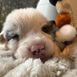 Alder - Blue merle and white male American Corgi puppy in Scottown, Ohio from Wyndy Ridge Corgis