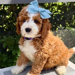Mozzarella - Red  female Goldendoodle puppy in Miami, Florida from Jade’s Paws & Co. Of Miami LLC
