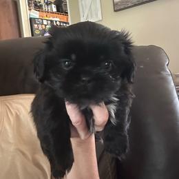 Midnight - Black and white male Shih Tzu puppy in Hickory, North Carolina from PAWSitive Breeders of the Carolinas