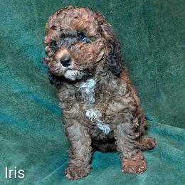 Iris - Brown and tan female Cockapoo puppy in Sunset, Louisiana from Cano Cockapoos