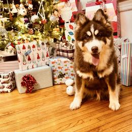 Rooster - Chocolate male Pomsky puppy in Murfreesboro, Tennessee from Middle Tennessee Pomskies