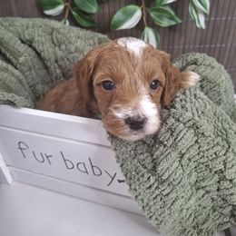 Goldendoodle Puppies from Abidoodles Florida