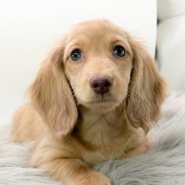 Polly - Cream female Dachshund puppy in Moses Lake, Washington from Evergreendox Dachshunds