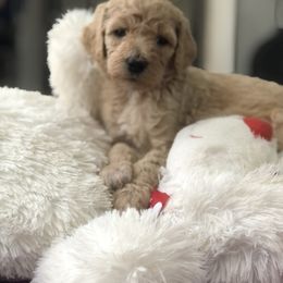 Dachshund and Poodle Puppies from Arkansas Standard Poodles & Dachshunds