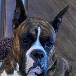 Hank - Boxer