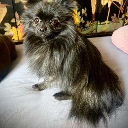 Malachi - Brindle male Pomeranian puppy in Las Vegas, Nevada from SuperNova  & Mystic Magic Pomeranians