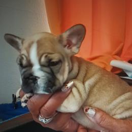 Diamond - Tricolors female French Bulldog puppy in Colorado from Imperial Frenchies of Colorado