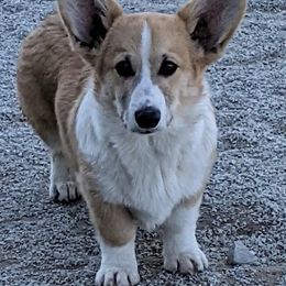 Basset Hound and Pembroke Welsh Corgi Puppies from 4 Sail Quarter Horses and Corgis