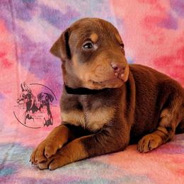 Black Collar Male Amethyst and Sage - Red and rust male Doberman Pinscher puppy in Spencer, Indiana from Jackson's Dobermans