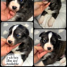 Thorn - Agouti and white male Siberian Husky puppy in Florence, Kentucky from Moonlight Howl Huskies
