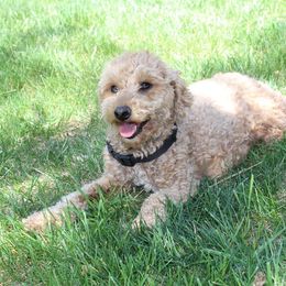 Lacey - Goldendoodle
