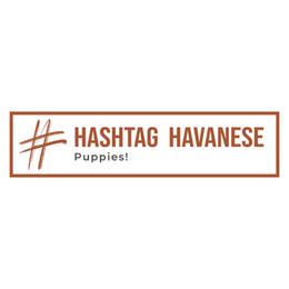 Havanese puppies from Hashtag Havenese
