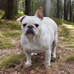 French Bulldog puppies from Alcide kennels