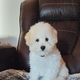 Yellow - White and apricot male Bichon Frise puppy in Pickens, South Carolina from Beloved Bichon