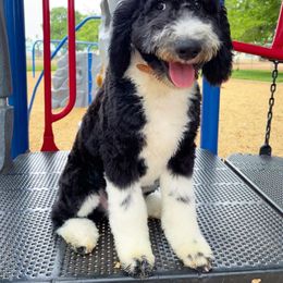 Sheepadoodle Puppies from Sunflower Family Farms
