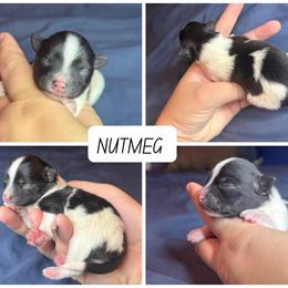 Nutmeg- Possible Sable Parti - Tri-colored female Pomeranian puppy in Saint Ignatius, Montana from Pomeranians Montana